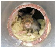 Mouse In A Disconnected Vent of a Residential Home