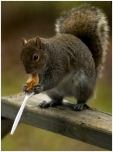 Squirrel Removal St Paul MN