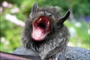 24/7 Bat Removal Services Minnesota