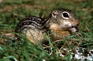 Andover Chipmunk Removal Services in MN