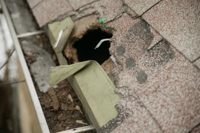 Home Repairs from Wild Animal Damage in Minnesota