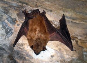 Bat Attic Removal, Repair and Clean up