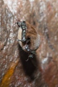 Bat Cleanup Company in Twin Cities