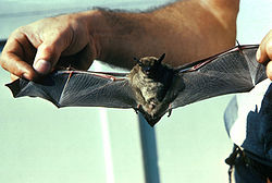 Bat Removal Plymouth MN