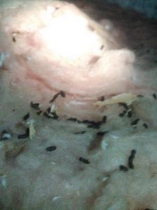 Company That Removes Wild Animal Droppings