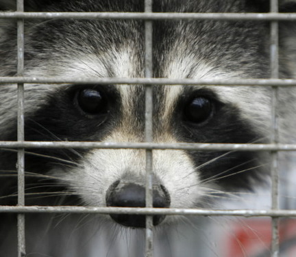 Raccoon Trapping Service | Raccoon Removal Minneapolis, MN