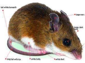 Dealing With An Infestation Of Deer Mice