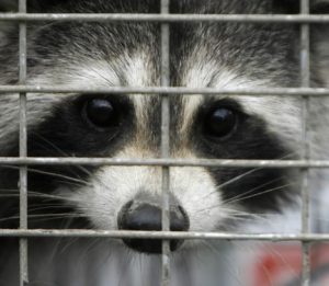 Deter Raccoons From Your Home This Winter