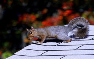 Encounters with Wild Animals in Minneapolis