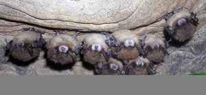 Minneapolis Homeowner's Guide For Bat Avoidance