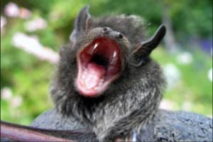 How Do Bats Enter A Home?