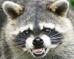 Identifying a raccoon infestation