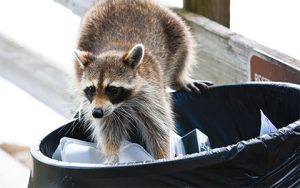 Keeping Wildlife Out Of Trash Cans