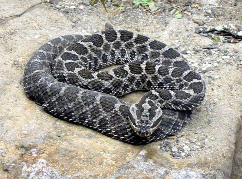 Image of a Timber Rattlesnake is South East Minnesota