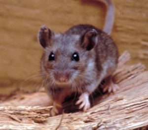 Mice Control Service Minneapolis