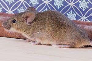 Mice Prevention and Removal Services in Minnesota | Wild Animal Managment