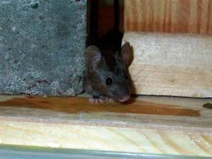 Mice Removal And Prevention Now