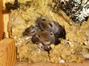 Mouse Removal Bloomington, MN | Mice Removal & Prevention Services