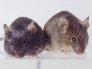 Mouse Extermination Services In Twin Cities Metro
