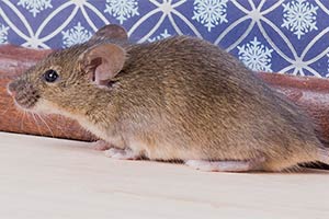 Mouse Infestations in Minneapolis Is A Common Winter Challenge