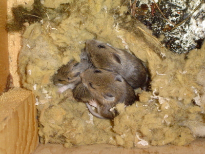 Picture of Mice nested in Attic Insulation