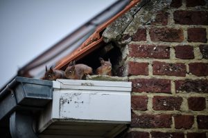 No Contact Squirrel Removal in Minneapolis