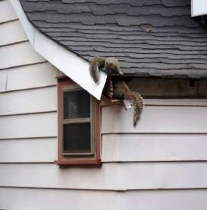 Prevent Squirrels From Entering Your Home