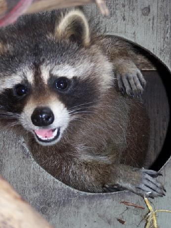 Raccoon Removal Services in Twin Cities, MN