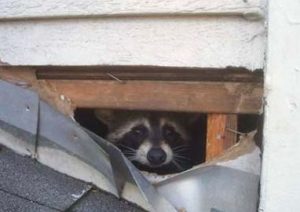 Raccoons In Your House In MN