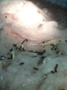 Removal of Animal Droppings in Attic