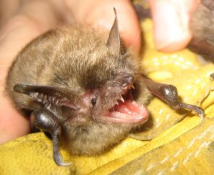 Removing Bats From Your Home