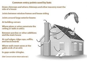 Safe Removal of Bats