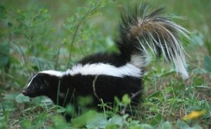 Skunks Cause Damage In Spring