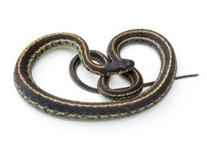 Snakes Nest Removal Service | Snake Removal MN