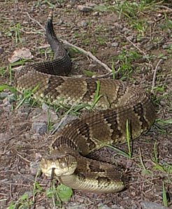 Snake Nest Removal in North St. Paul