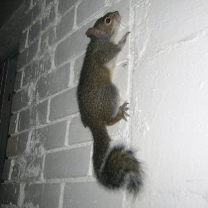 Squirrel Trapping And Removal Services In Minnesota