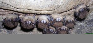 What To Do If You Have A Bat In Your Attic