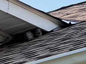 Why DIY Squirrel Removal Often Makes the Problem Worse