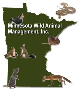 Wild Animal Removal And Clean-Up Services North St Paul