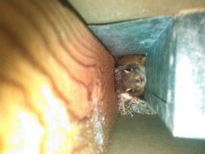 Wildlife Removal Companies Near Me