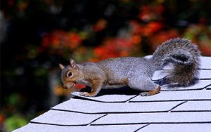 Winter Season Squirrel Problems