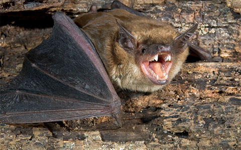 Bat Exterminator Serving Minnesota