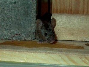 house-mouse