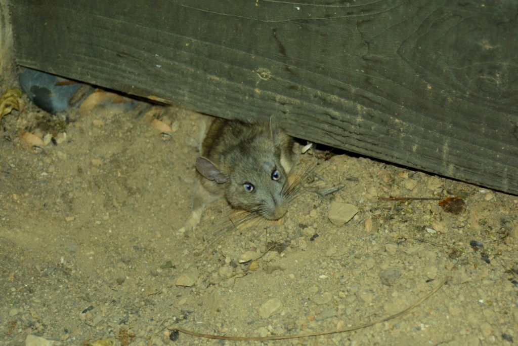 Wildlife Removal mpls/st paul