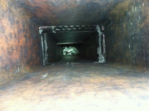 raccoons in chimney flue