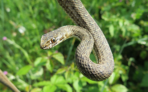 Snake Exterminator Serving Minnesota