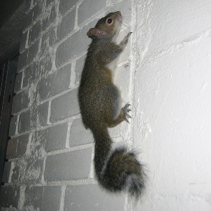 Squirrel Removal Minnesota
