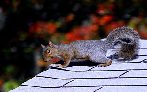 Squirrel Exterminator Serving Minnesota
