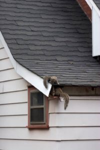 Squirrels in Attic Playing