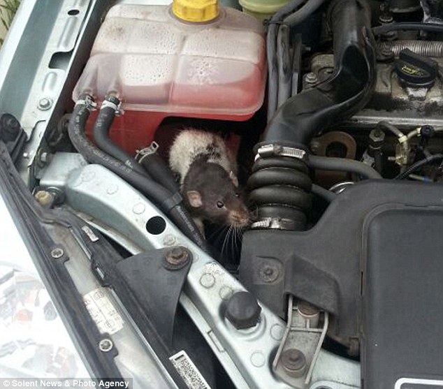 vehicle damage from mice